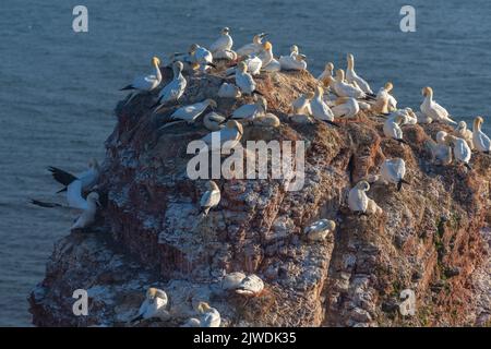 Nördliche Gannets (Morus bassanus) auf der Klippe von Helgoland, Hochseeinsel Helgoland, rote Sandsteininsel, Nordsee, Schleswig-Holstein, Deutschland Stockfoto