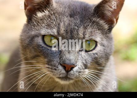 Tabby Katze Stockfoto