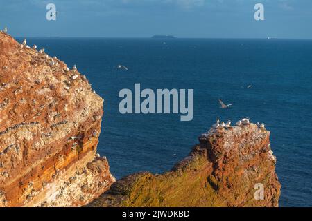 Nördliche Gannets (Morus bassanus) auf der Klippe von Helgoland, Hochseeinsel Helgoland, rote Sandsteininsel, Nordsee, Schleswig-Holstein, Deutschland Stockfoto