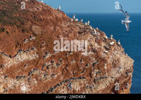 Nördliche Gannets (Morus bassanus) auf der Klippe von Helgoland, Hochseeinsel Helgoland, rote Sandsteininsel, Nordsee, Schleswig-Holstein, Deutschland Stockfoto