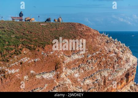 Nördliche Gannets (Morus bassanus) auf der Klippe von Helgoland, Hochseeinsel Helgoland, rote Sandsteininsel, Nordsee, Schleswig-Holstein, Deutschland Stockfoto