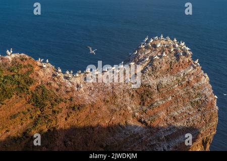 Nördliche Gannets (Morus bassanus) auf der Klippe von Helgoland, Hochseeinsel Helgoland, rote Sandsteininsel, Nordsee, Schleswig-Holstein, Deutschland Stockfoto