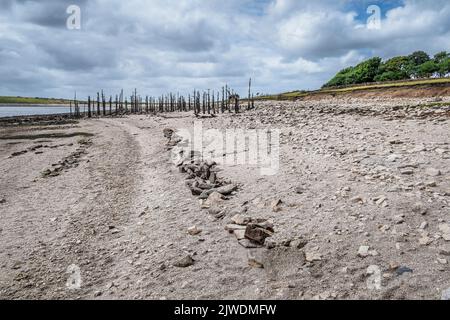 Die Überreste alter toter Bäume und einer alten Mauer, die durch fallende Wasserstände infolge schwerer Trockenheit im Colliford Lake Reservoir auf Bodmi freigelegt wurden Stockfoto