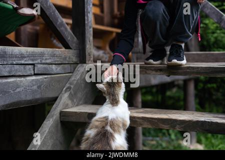 Ein kleines Mädchen füttert eine Katze im Hof Stockfoto