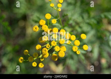 Ansige, bittere Knöpfe, bittere, sommergelbe Blüten der Kuh, die selektive Konzentration abschrecken Stockfoto