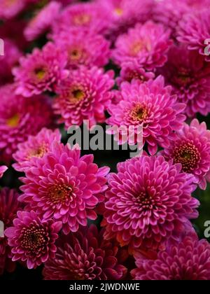 Rosa Chrysantheme Blumen, Nahaufnahme Foto von Blumen Stockfoto