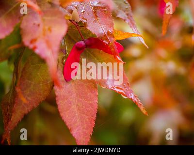 Rote Ahornbäume Blätter, Nahaufnahme Foto von schönen roten Herbstlaub. Natürliche lebendige Herbstsaison Farben Stockfoto