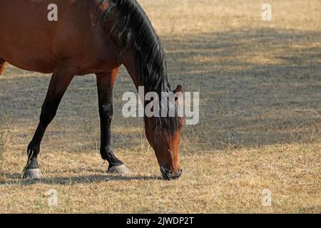 Pferd in einem Paddock Stockfoto