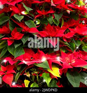 Dekoration aus Weihnachtsstern (Eforbia pulcherrima) und weihnachtslichtern Stockfoto
