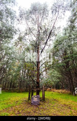 Das historische und verlassene Cambarville Historic Village auf der Marysville Woods Point Rd in der Nähe von Marysville in Victoria, Australien Stockfoto