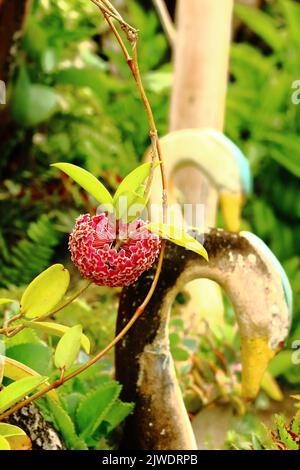 Eine vertikale Aufnahme einer roten hoya-Blume mit grünen Blättern in einem Garten bei Tageslicht Stockfoto