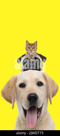 Bild von entzückenden und glücklichen Tieren, Golden Retriever, Mops und tabby Katze auf gelbem Hintergrund Stockfoto