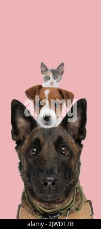 Bild von niedlichen belgischen Schäferhund malinois mit Jack russell Terrier und metis Katze hinter vor rosa Hintergrund im Studio Stockfoto