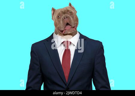 Happy american Bulldoig Hund mit Zunge aus tragen Anzug und aufgeregt für die Arbeit vor Cyan Hintergrund zu verlassen Stockfoto