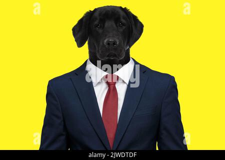 Porträt eines schüchternen kleinen Unternehmens labrador Hund in marineblauem Anzug und posiert vor gelbem Hintergrund din-Studio Stockfoto