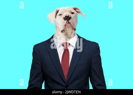 Verdächtiger süßer amerikanischer Bulldogge-Welpe in marineblauem Anzug und neugierig vor blauem Hintergrund Stockfoto