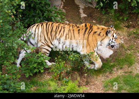 Seitenansicht des Amur-Tigers beim Durchstreifen des Regenwaldes Stockfoto