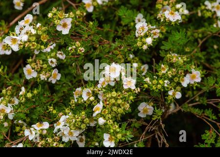 Potentilla Fruticosa „Prinzessin Blink“. Dieser Strauch hat rosa Blüten, die am Ende des Sommers zu Weiß verblassen. Stockfoto