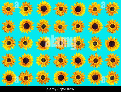 Muster verschiedener Sonnenblumen auf türkisfarbenem Hintergrund Stockfoto