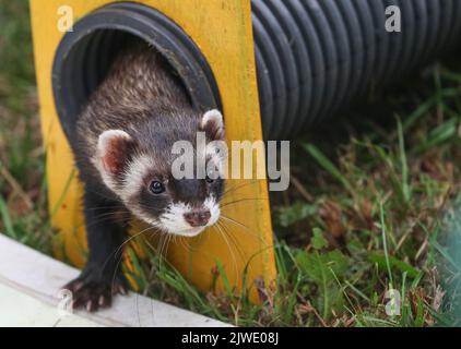 Ferret Racing auf einer Country Show in Großbritannien Stockfoto