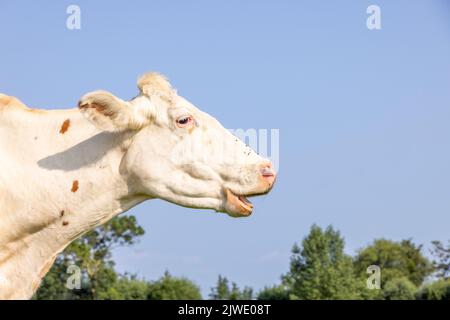 Weißer Kuhkopf, der isst, niedlich aussieht, Fliegen und Tränen, Mund offen kauen, Kopfschuss Seitenansicht und blauer Hintergrund Stockfoto