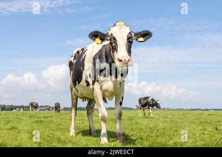 Kuh und Fliegen, summend und fliegend, neugierig schwarz-weiß, entgegenkommend und sich nähernd auf die Kamera zugehend, die in einer Weide und steht Stockfoto