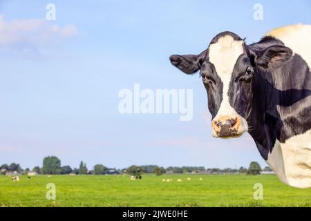 Niedlicher Kuhkopf rechts, Blick auf die Kamera, stehend, schwarz-weiß, rosa Nase Stockfoto