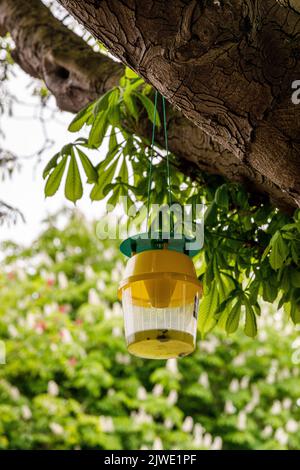 Attractant Trichterfalle oder pumomon Falle in Kastanienbäumen Stockfoto