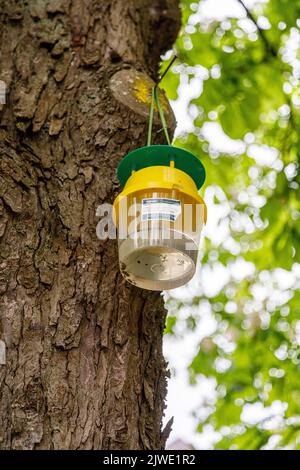 Attractant Trichterfalle oder pumomon Falle in Kastanienbäumen Stockfoto