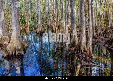 Wunderschöne Zypressen spiegeln sich im Wasser der Everglades Stockfoto