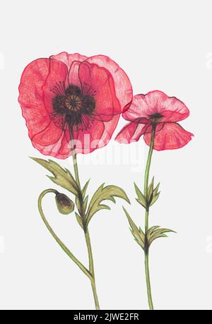 Botanische Zusammensetzung aus zwei roten transparenten Blüten und Blättern. Mohnblumen, auf einem hellen Hintergrund in Röntgenlicht im Vintage-Stil Vektor Stock Vektor