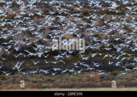 Riesige herde weißer Schnee Gänse Flug nehmen in Bosque Del Apache Stockfoto