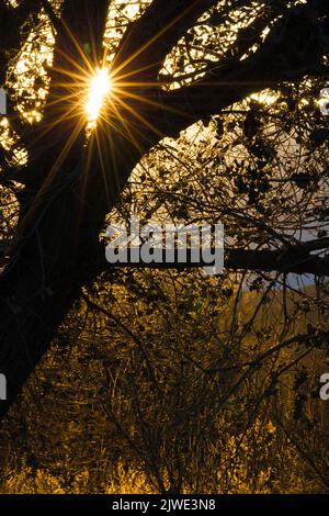 Sun burst Reflexen durch die Bäume in Bosque Del Apache in Neu Mexiko bei Sonnenuntergang Stockfoto