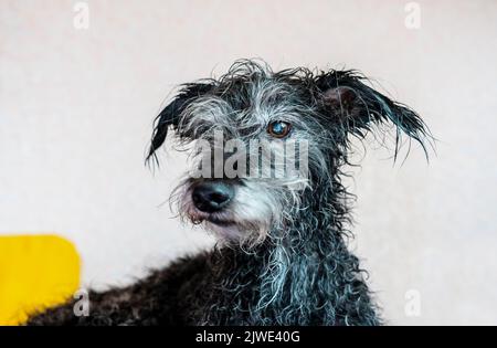 Porträt eines gemischten älteren Hundes bedlington Terrier nach dem Baden mit nassem Fell Tierpflege waschen Hunde Stockfoto