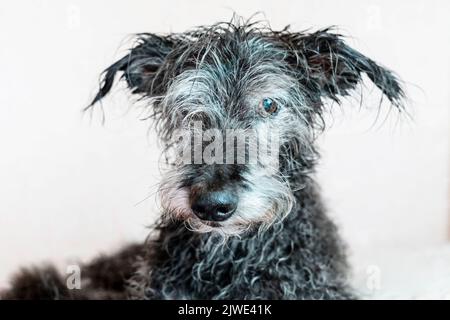 Porträt eines gemischten älteren Hundes bedlington Terrier nach dem Baden mit nassem Fell Tierpflege waschen Hunde Stockfoto