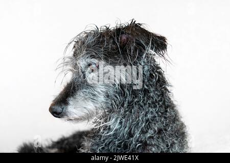 Porträt eines gemischten älteren Hundes bedlington Terrier nach dem Baden mit nassem Fell Tierpflege waschen Hunde Stockfoto