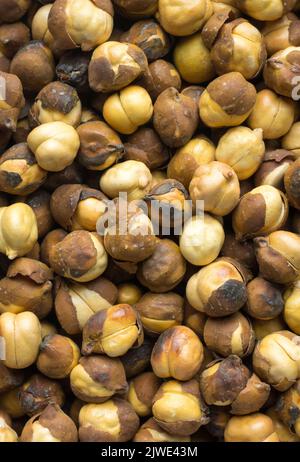 Nahaufnahme von gerösteten und gesalzenen schwarzen Kichererbsen, auch bekannt als bengalgram oder Desi-Kichererbsen, traditioneller und einheimischer ölfreier Snack Indiens, Makrokost Stockfoto