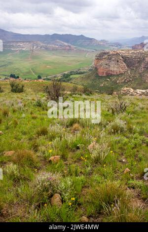 Blick über ein kleines Hochplateau voller afroalpiner Wildblumen A in den Drakensbergen mit einem Sommersturm im Hintergrund Stockfoto