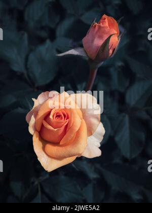 Nahaufnahme von Blumen, die im Garten blühen. Eine lebendige Rose mit orangefarbenen Blütenblättern, die neben einer Knospe blühen, isoliert von verschwommenen dunkelgrünen Blättern Stockfoto