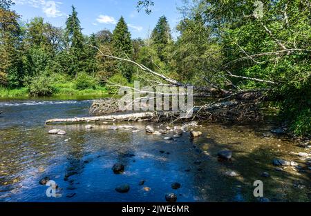 Ein Totholzbaum am Green River im Bundesstaat Washington. Stockfoto