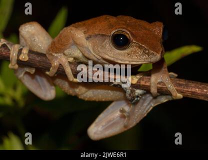 Braunfrosch auf einem Blatt; großer Frosch; süßer Frosch; Pseudophilautus reticulatus aus Sri Lanka; endemisch in Sri Lanka; Stockfoto