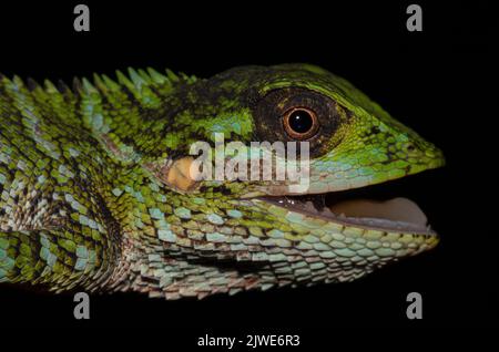 Eidechse auf einem Ast; grüne Eidechse; spinlose Waldeidechse; Stachelreptil mit offenem Mund; Makrofoto eines Tieres; Nahaufnahme eines Tieres; Stockfoto