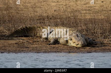 Krokodil auf einem Felsen; Nahaufnahme eines Krokodils; Krokodil, das auf einem Felsen ruht; Krokodil auf dem Boden; Krokodil, der sich in der Sonne sonnt; Krokodile, die ruhen; Räuber Stockfoto