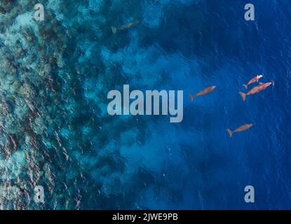 Luftaufnahme von vier Dugongs (Dugon Dugon), die im Ozean schwimmen, Sangihe Island, Nord-Sulawesi-Meer, Indonesien Stockfoto