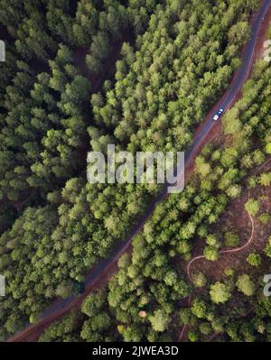 Luftaufnahme eines Autos, das auf einer Straße durch einen Kiefernwald fährt, North Bandung, West Java, Indonesien Stockfoto