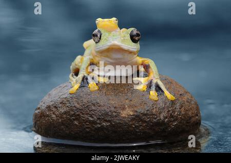 Miniaturfrosch auf einem größeren Frosch auf einem Felsen in einem Teich, Indonesien Stockfoto