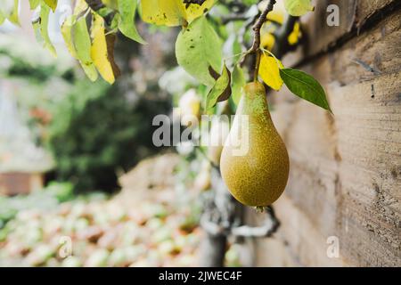 Reife Birnenfrüchte, die im Herbst auf dem Baum wachsen, bereit zum Pflücken Stockfoto