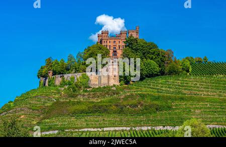 Blick auf das Schloss Ortenberg umgeben von Weinbergen Ortenberg, Baden Württemberg, Deutschland Stockfoto