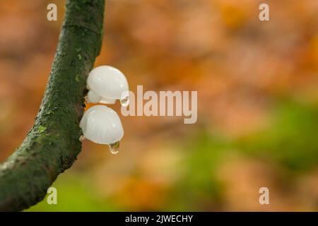 Unreifer Porzellanpilz (Oudemansiella mucida) Fruchtkörper, die im Herbst auf einem kleinen Zweig in einem Buchenwald im Südwesten Englands wachsen. Stockfoto