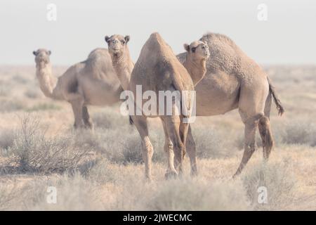 Drei wilde Dromedarkamele (Camelus dromedarius) in Salzbusch-Gestrüpp-Habitat, Südaustralien, Australien Stockfoto